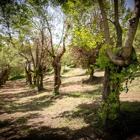 Διαμέρισμα Borgo Al Teto Il Gelso Καστιλλιόν Φιορεντίνο